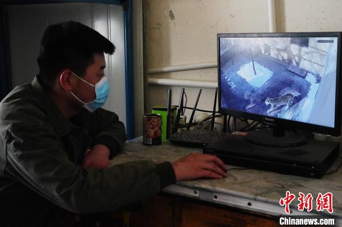 圖為雪豹“奶爸”史壽軍通過監(jiān)控察看雪豹情況。　馬銘言 攝