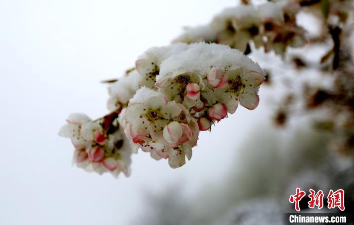花兒被冰雪覆蓋?！±钣腊?　攝