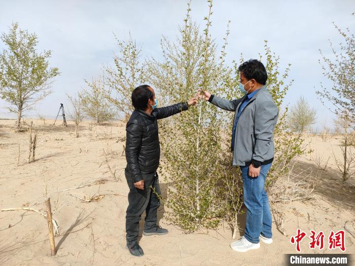 柴達(dá)木盆地的護(hù)林員：守護(hù)，只為那一片綠