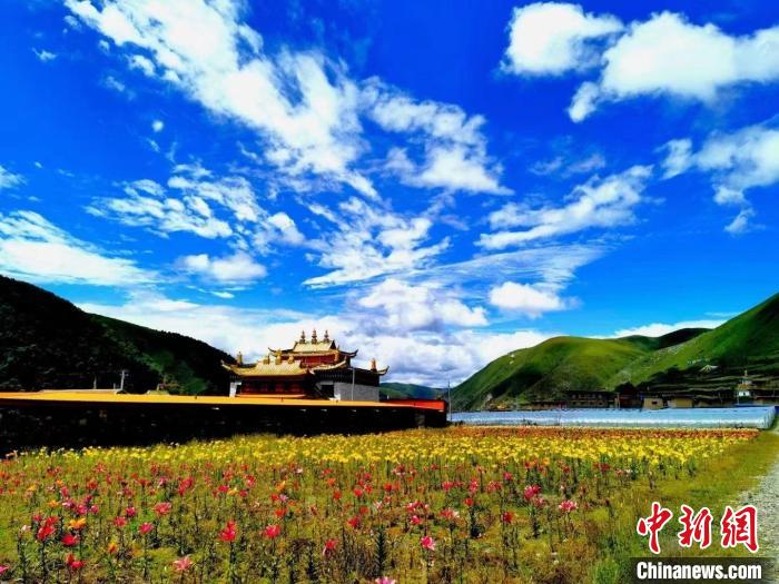 近百畝百合花競(jìng)相開(kāi)放，景色誘人?！∪捞量h委宣傳部供圖