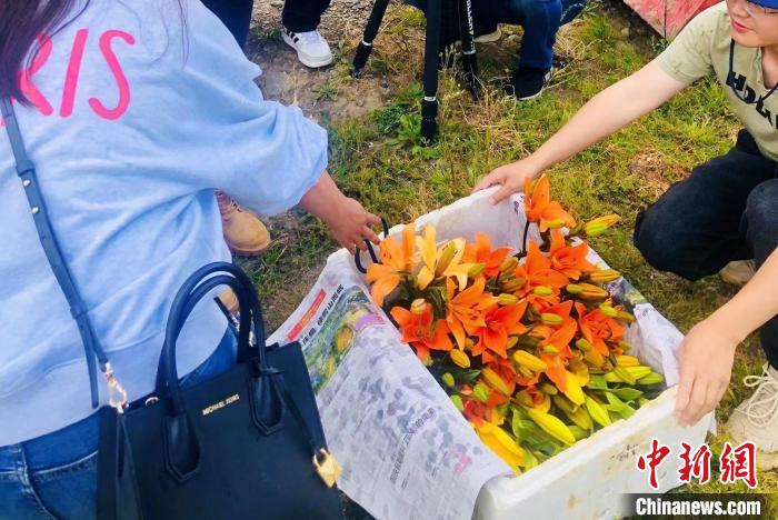 村民采摘百合花?！∪捞量h委宣傳部供圖