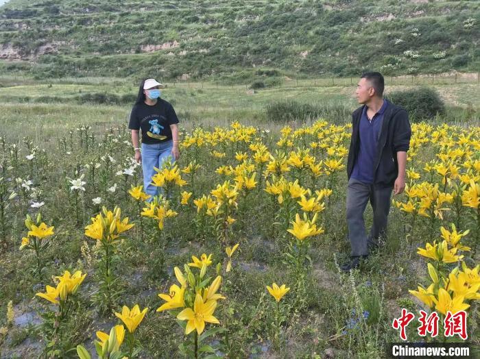 村民采摘百合花?！∪捞量h委宣傳部供圖