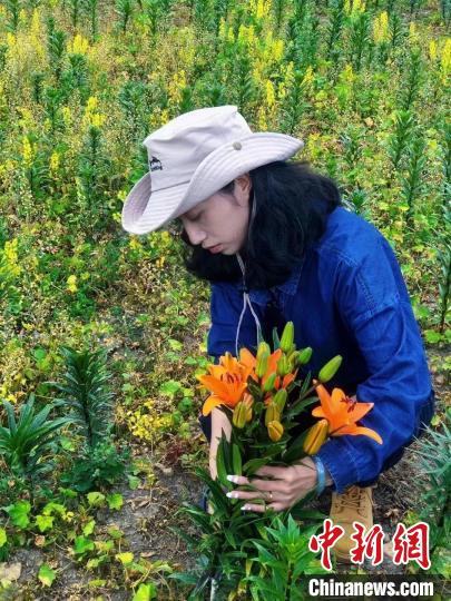 村民采摘百合花。　壤塘縣委宣傳部供圖