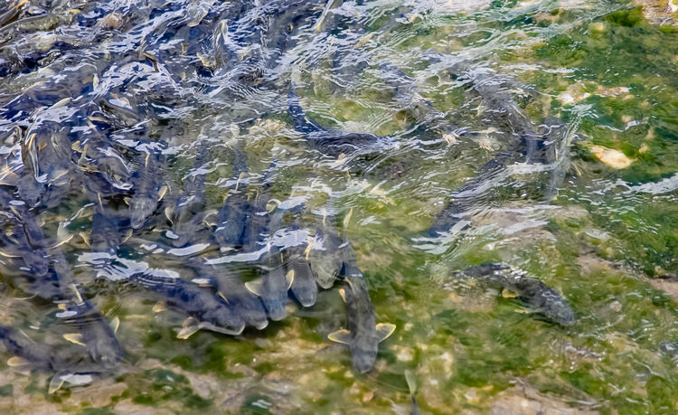 青海湖裸鯉（湟魚）洄游。周元峰攝