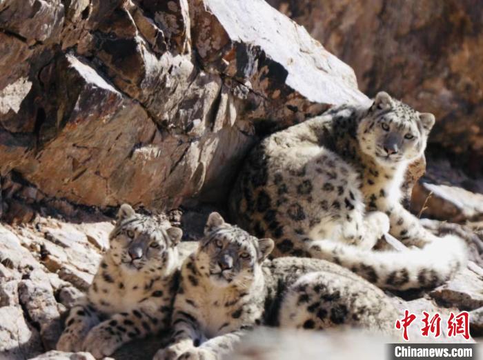 青海都蘭：雪豹、兔猻等多種珍稀野生動物亮相