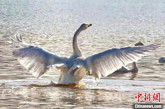 圖為一只大天鵝在水中沐浴?！?yán)桉 攝