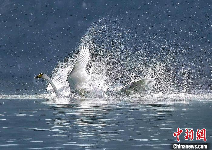 圖為大天鵝在水中嬉戲?！?yán)桉 攝