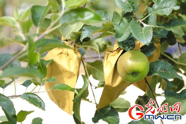 我們的家園｜小蘋果帶動大產(chǎn)業(yè)，帶你看看這座阿壩州小村的鄉(xiāng)村振興新模式