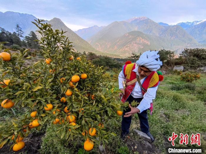 林芝下察隅鎮(zhèn)京都村101畝耙耙柑豐收。　江飛波 攝