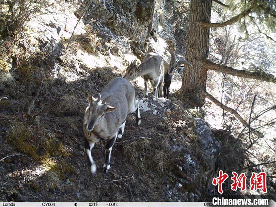 圖為相同位點(diǎn)記錄到的雪豹主要獵物—巖羊?！≈袊?guó)科學(xué)院昆明動(dòng)物研究所提供