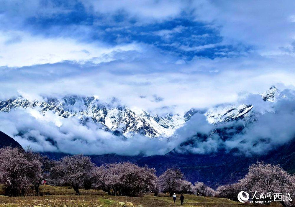 雪山下的桃花。人民網 李海霞攝