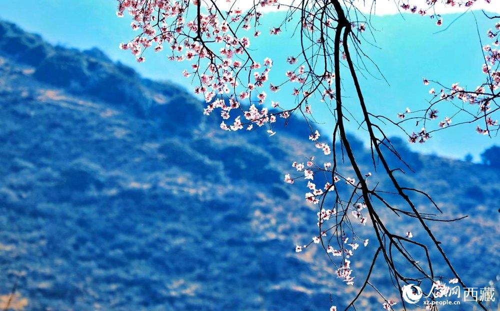 清麗的桃花。人民網 李海霞攝