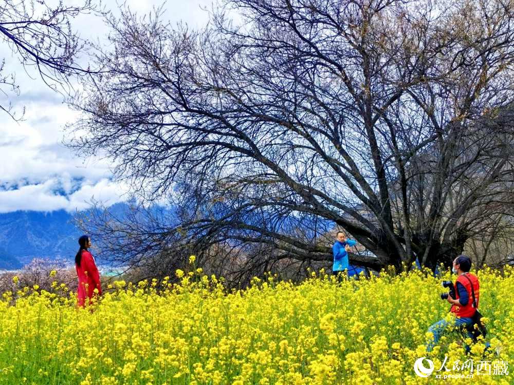 游客在桃花下拍照留念。人民網 李海霞攝