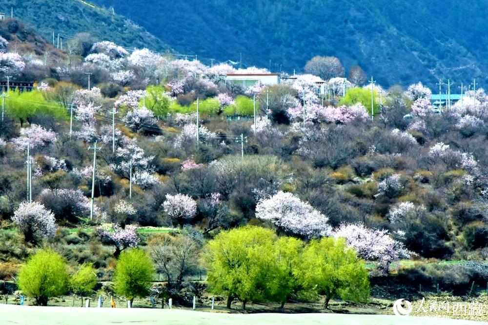 村莊掩映在桃花林中。人民網 李海霞攝