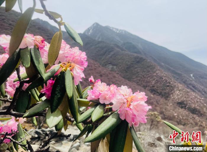 近日，西藏自治區(qū)山南市加查縣索囊溝的杜鵑花競(jìng)相綻放。　冉文娟 攝