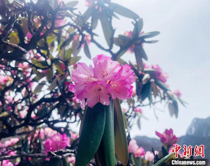 近日，西藏自治區(qū)山南市加查縣索囊溝的杜鵑花競(jìng)相綻放?！∪轿木?攝