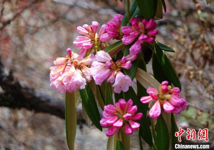 近日，西藏自治區(qū)山南市加查縣索囊溝的杜鵑花競(jìng)相綻放?！∪轿木?攝
