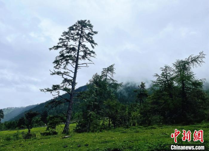 6月10日，魯朗小鎮(zhèn)高山牧場(chǎng)景區(qū)風(fēng)光。　冉文娟 攝
