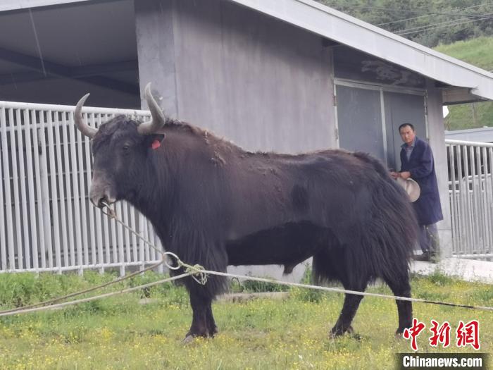 探訪全國(guó)最大牦牛產(chǎn)學(xué)研基地：“大通牦?！备牧己笠峒s180萬(wàn)頭