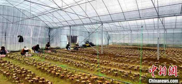 圖為紅太陽科技示范家庭農(nóng)場組織民眾采收靈芝?！∑酱胪喙﹫D