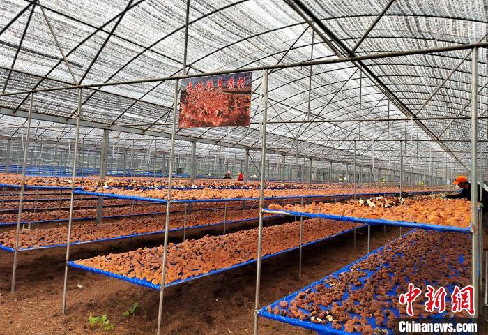 圖為紅太陽科技示范家庭農(nóng)場采收的靈芝?！∑酱胪喙﹫D