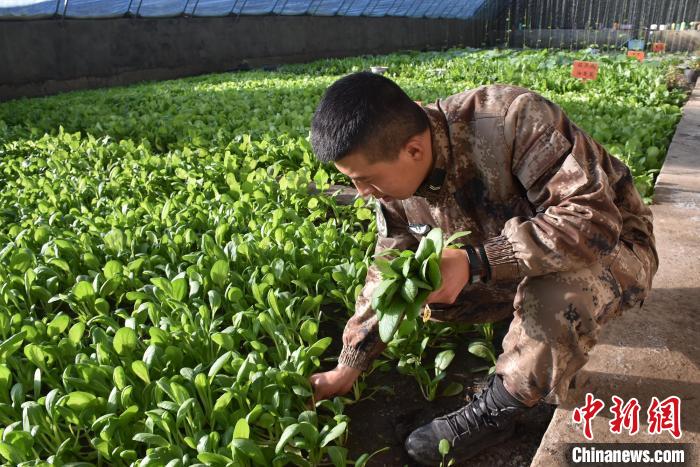 圖為阿里軍分區(qū)某邊防團(tuán)官兵在溫室摘菜?！￡悋[岳 攝