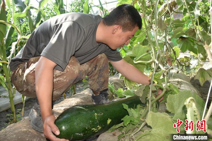 圖為阿里軍分區(qū)某邊防團(tuán)官兵在溫室摘菜?！￡悋[岳 攝