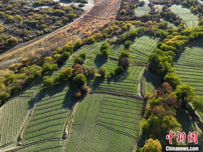 圖為11月8日,雅魯藏布江畔的高原梯田。 董志雄 攝