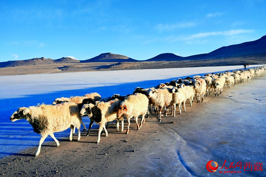 羊群排著隊穿過普莫雍錯。 人民網(wǎng) 李海霞攝