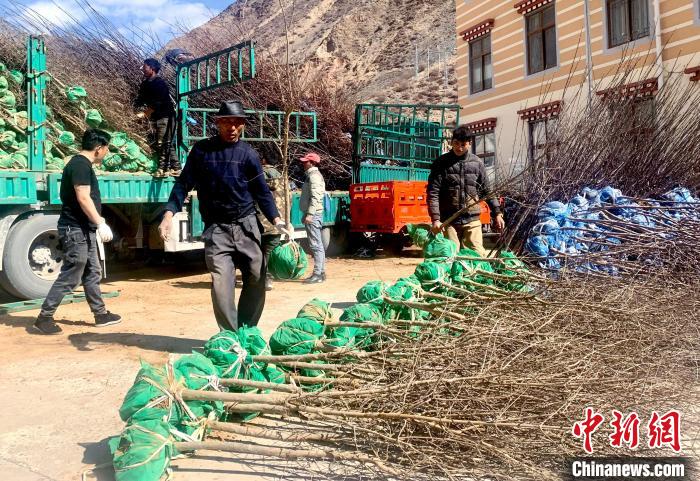 民眾搬運(yùn)苗木?！〔际忻⒖悼h委宣傳部供圖