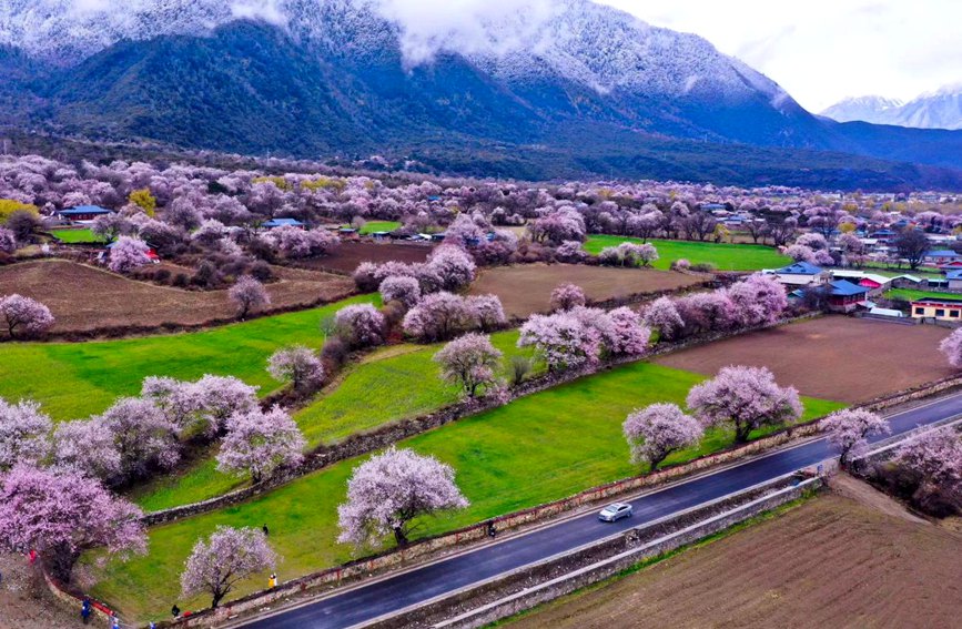 波密縣傾多鎮(zhèn)如納村盛開的桃花。徐馭堯攝