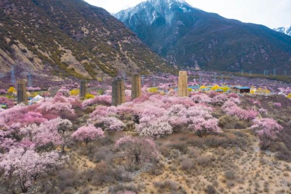 人間桃花源！林芝桃花有多絕？
