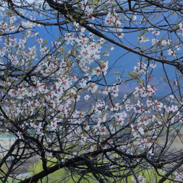 人間桃花源！林芝桃花有多絕？