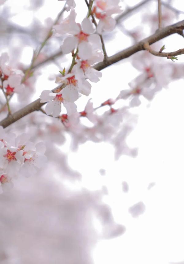 人間桃花源！林芝桃花有多絕？