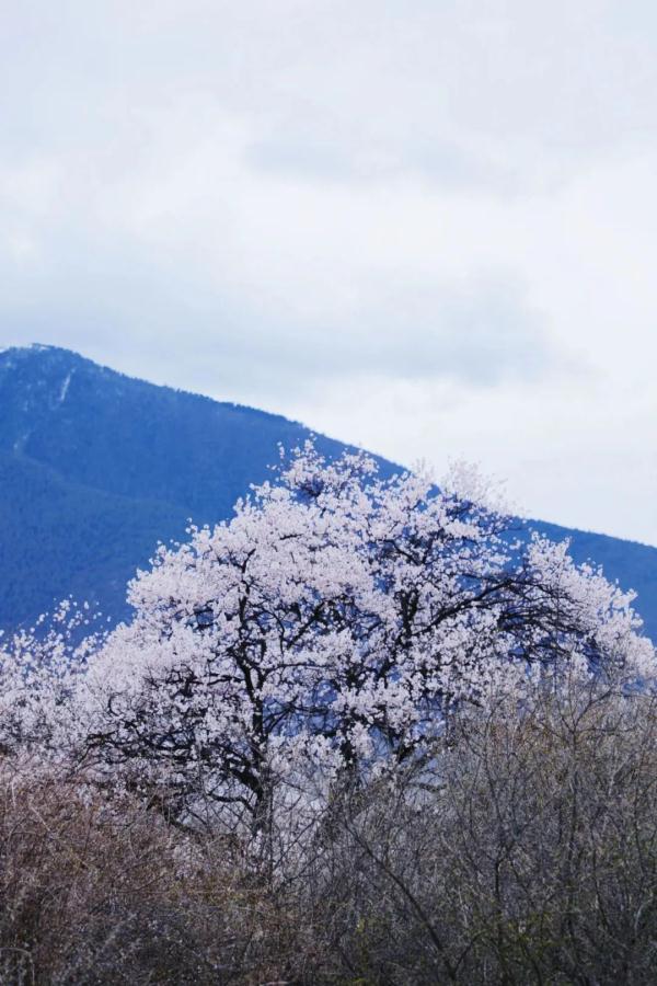 人間桃花源！林芝桃花有多絕？