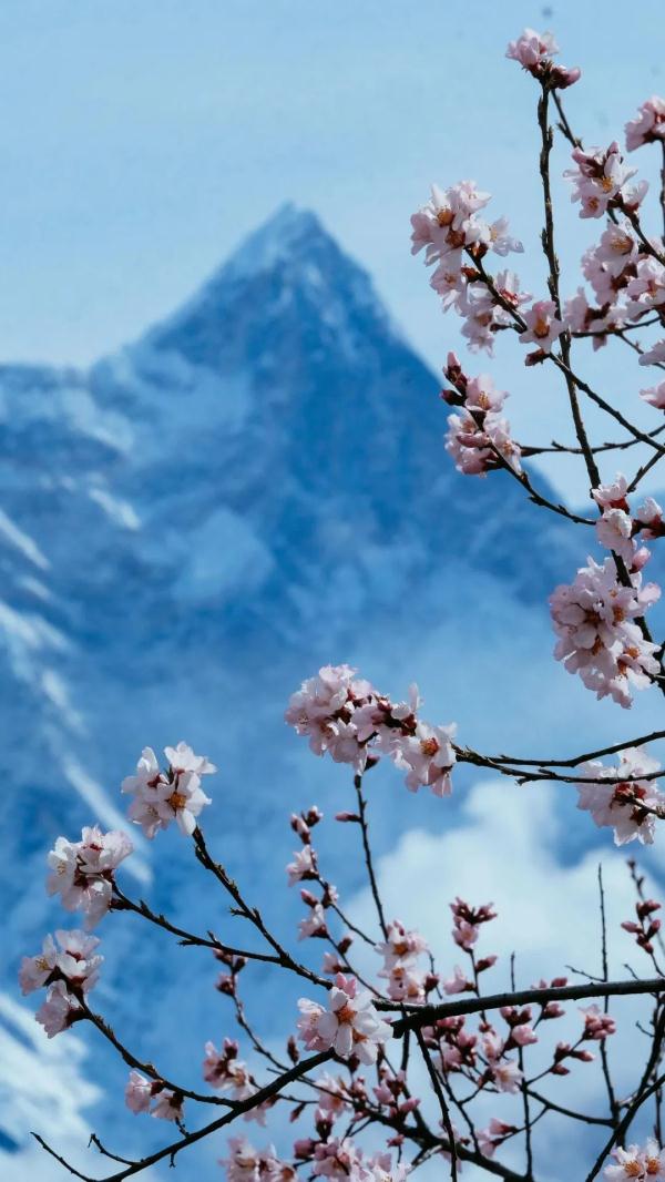 人間桃花源！林芝桃花有多絕？