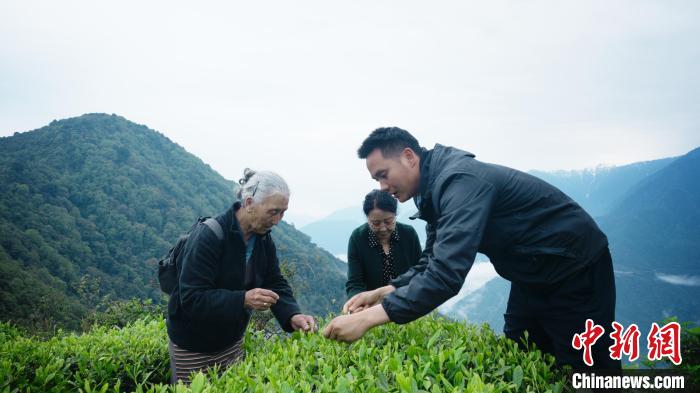 圖為銀發(fā)旅游體驗(yàn)團(tuán)兩位老人體驗(yàn)采茶?！∥鞑貙ｍ?xiàng)旅游協(xié)會(huì)供圖