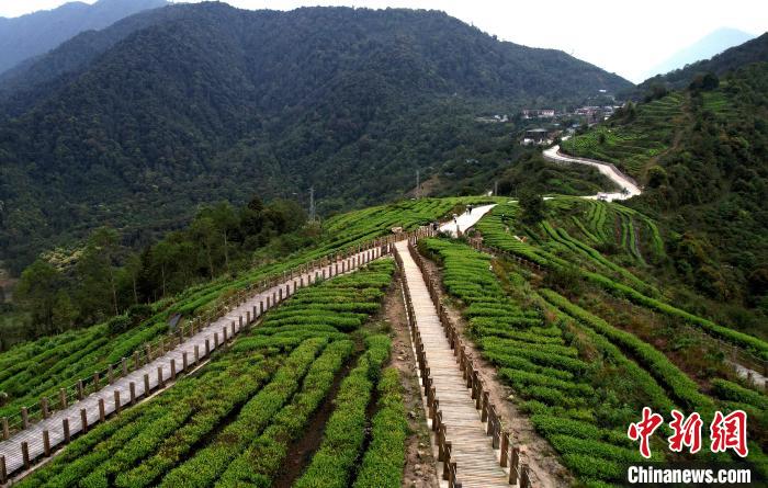 圖為西藏林芝市墨脫縣背崩鄉(xiāng)格林村山頂?shù)木坝^茶園。(無人機(jī)照片) 李林 攝