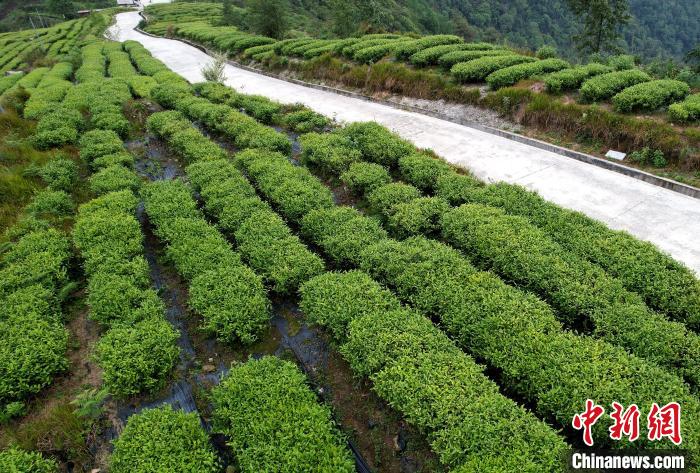 圖為西藏林芝市墨脫縣背崩鄉(xiāng)格林村山頂?shù)木坝^茶園。(無人機(jī)照片) 李林 攝