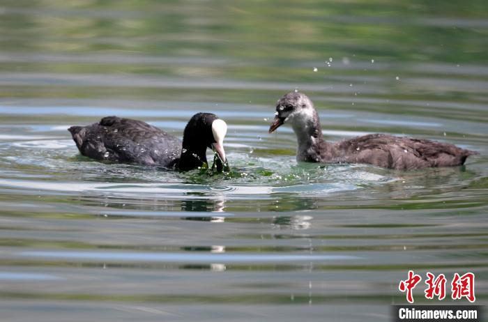 圖為6月22日，棲息在拉魯濕地內(nèi)的古頂雞?！±盍?攝