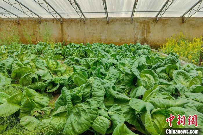 公珠湖執(zhí)勤點的大棚蔬菜，種菜是該執(zhí)勤點輪換民警們的日常?！↓埿▲P 攝