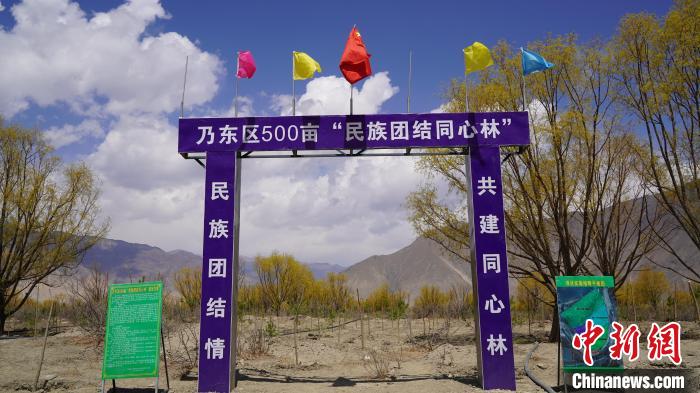 圖為“民族團(tuán)結(jié)同心林”項(xiàng)目?！∧藮|融媒供圖