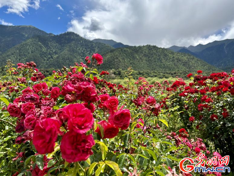 我們的家園丨工布花谷：高原花開香飄全國，產(chǎn)業(yè)經(jīng)濟(jì)增收致富