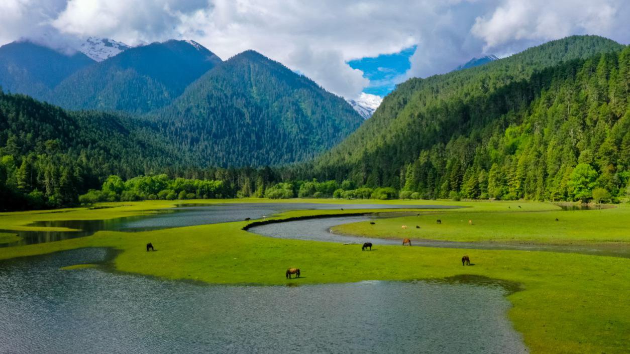 中國最美十大森林之一崗云杉林。西藏自治區(qū)旅發(fā)廳供圖