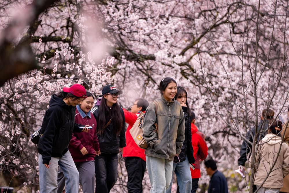 桃花盛開惹人醉，八方游客賞花來。徐馭堯攝