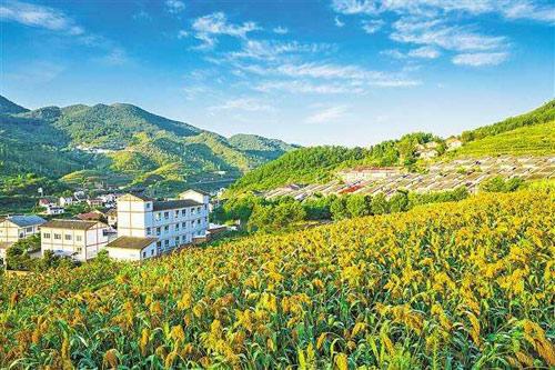 【理上網(wǎng)來o輝煌十九大】鄉(xiāng)村振興戰(zhàn)略：更綜合、全面、系統(tǒng)的發(fā)展戰(zhàn)略