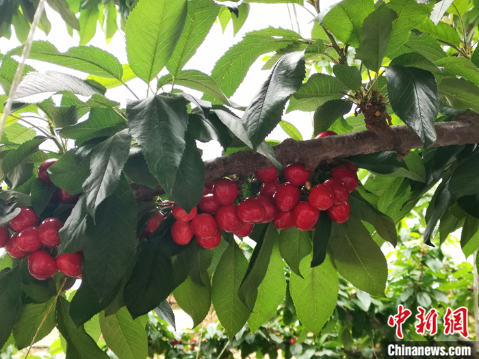 陜西省子長(zhǎng)市盛宇現(xiàn)代農(nóng)業(yè)示范園內(nèi)，櫻桃鮮艷欲滴。<a target='_blank'  ><p  align=