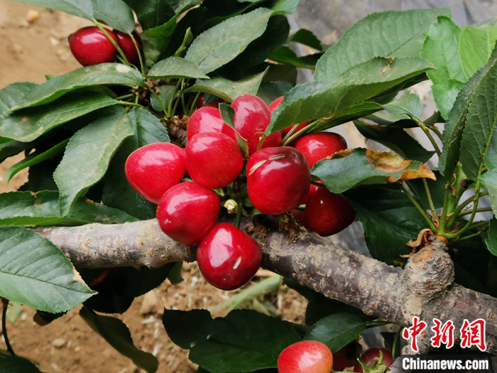 陜西省子長(zhǎng)市盛宇現(xiàn)代農(nóng)業(yè)示范園內(nèi)，櫻桃鮮艷欲滴。<a target='_blank'  ><p  align=
